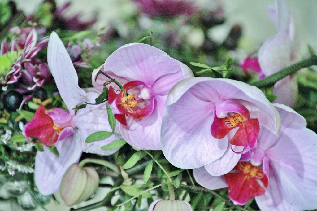 Foto: Girona tiempo de flores - Girona (Cataluña), España