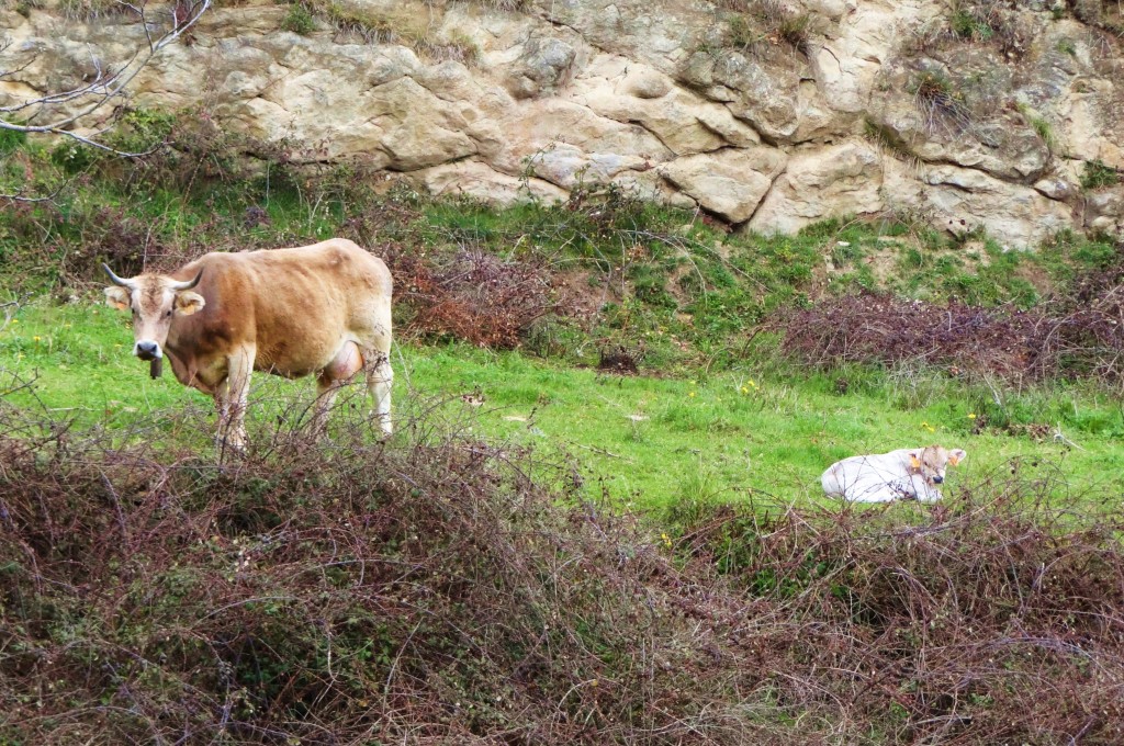 Foto: Ganadería vacuna - Sant Llorenç de Morunys (Lleida), España