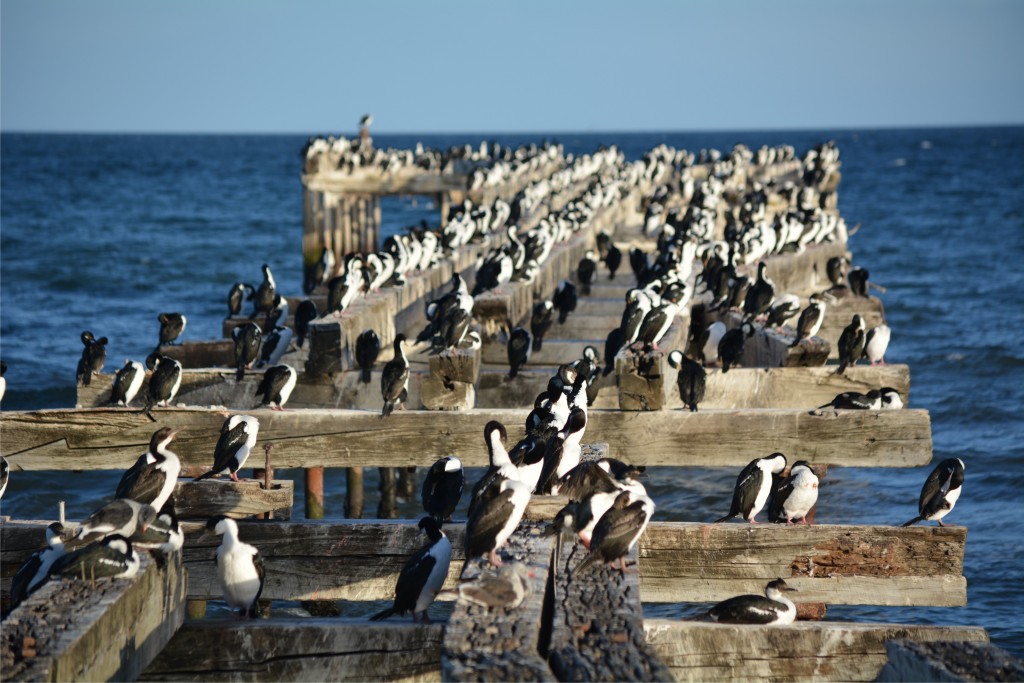 Foto de Punta Arenas (Magallanes y Antártica Chilena), Chile