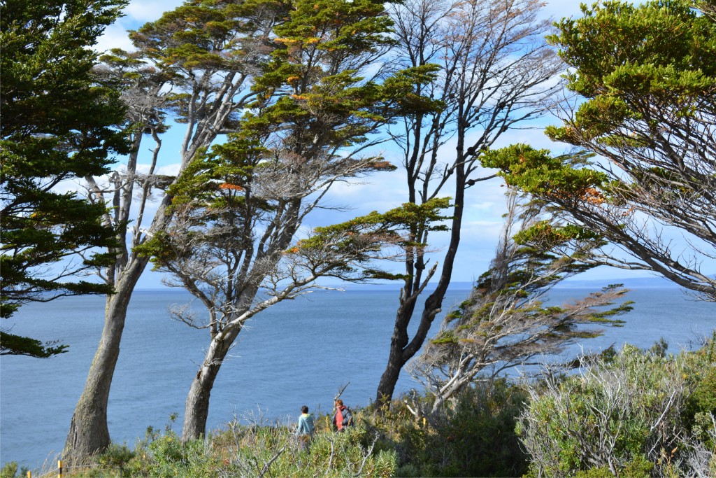 Foto de Punta Arenas (Magallanes y Antártica Chilena), Chile