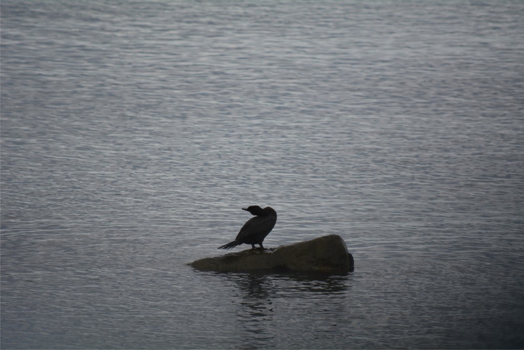 Foto de Punta Arenas (Magallanes y Antártica Chilena), Chile