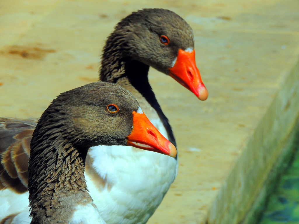 Foto de Ronda (Málaga), España
