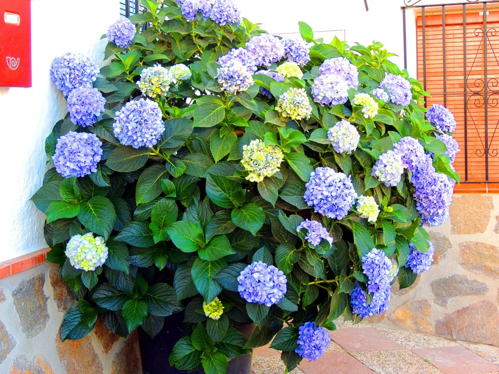 Foto de Pujerra (Málaga), España