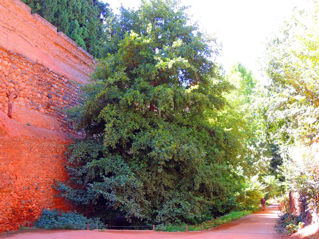 Foto de Granada (Andalucía), España
