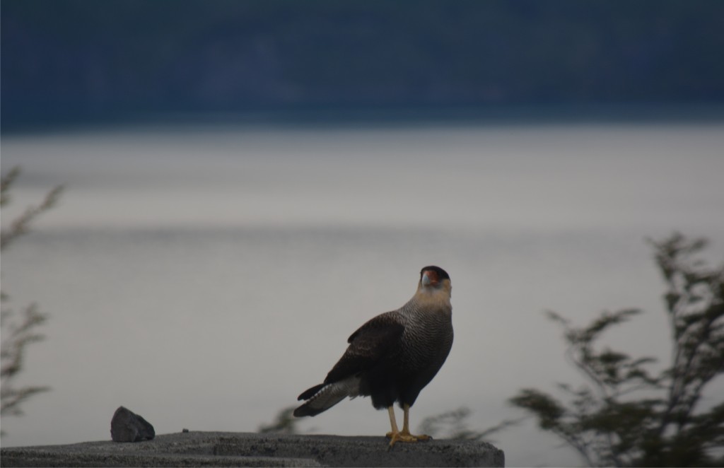 Foto de Puerto Natales (Magallanes y Antártica Chilena), Chile