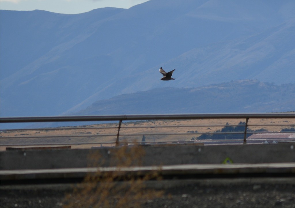 Foto de Puerto Natales (Magallanes y Antártica Chilena), Chile
