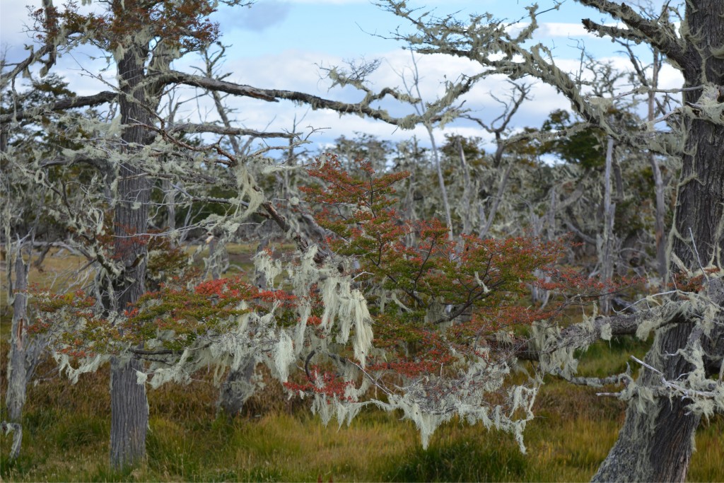 Foto de Puerto Natales (Magallanes y Antártica Chilena), Chile
