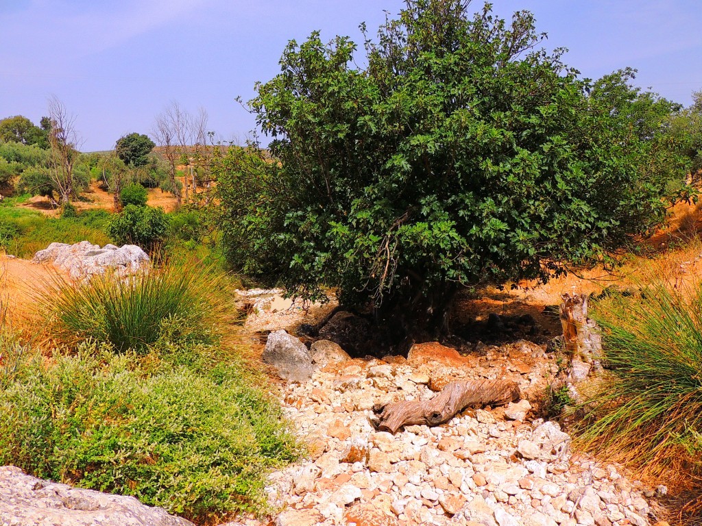 Foto de Riofrio (Granada), España