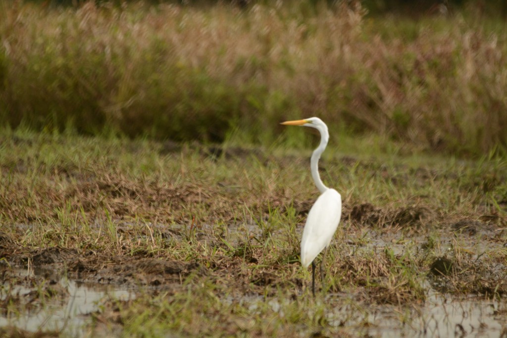 Foto de Guanacaste, Costa Rica
