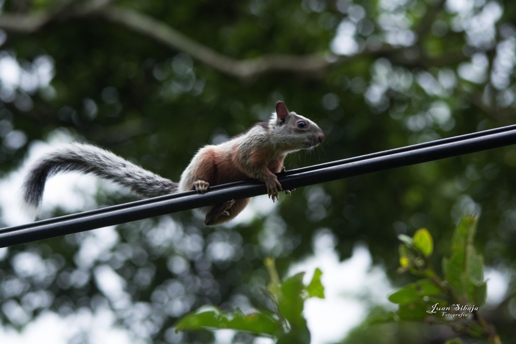 Foto de Guanacaste, Costa Rica