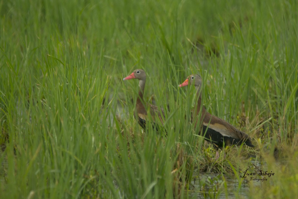 Foto de Guanacaste, Costa Rica