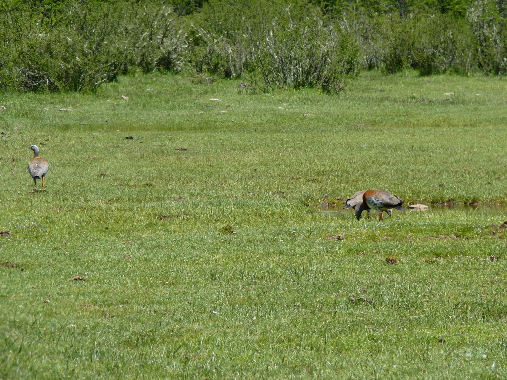 Foto: Mirador del Cerro Tronador - Bariloche (Río Negro), Argentina