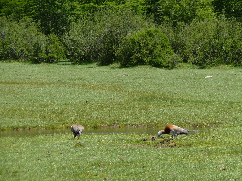 Foto: Mirador del Cerro Tronador - Bariloche (Río Negro), Argentina
