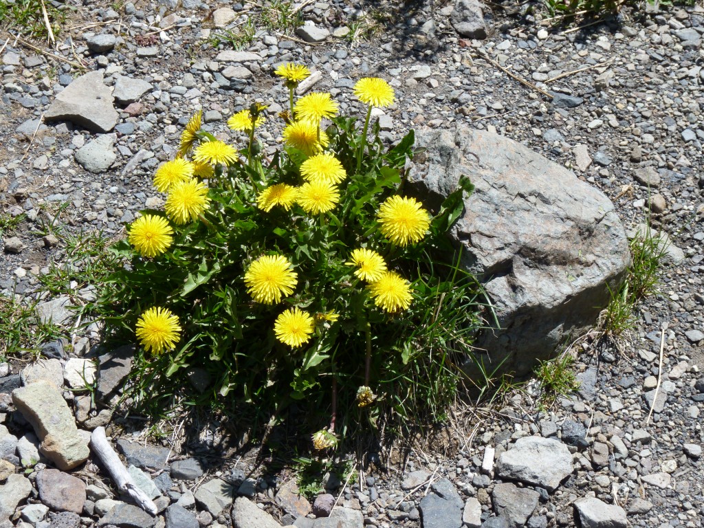 Foto: Cerro Tronador - Bariloche (Río Negro), Argentina