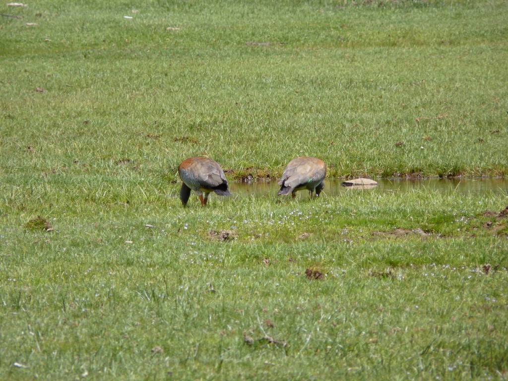 Foto: Mirador del Cerro Tronador - Bariloche (Río Negro), Argentina