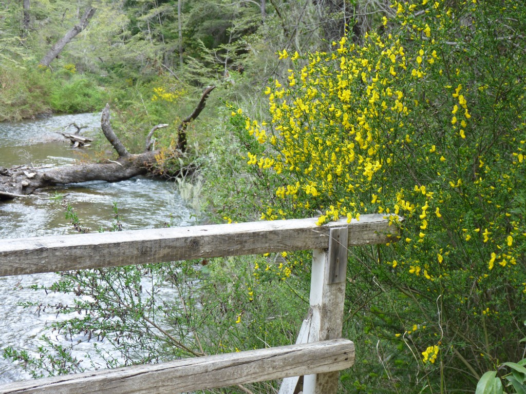 Foto: Parque Nacional Nahuel Huapi - Bariloche (Río Negro), Argentina