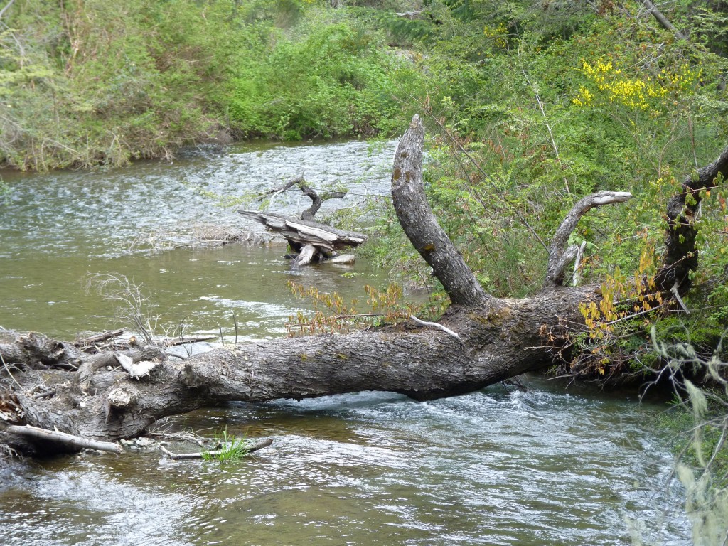 Foto: Parque Nacional Nahuel Huapi - Bariloche (Río Negro), Argentina