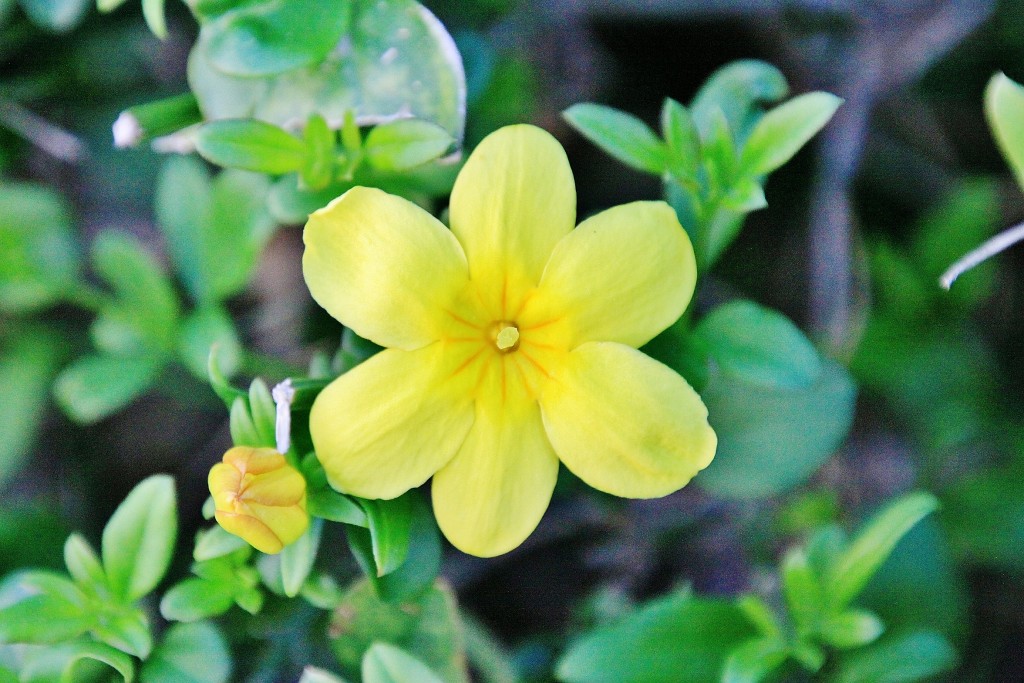 Foto: Un poco de color - Mijas (Málaga), España