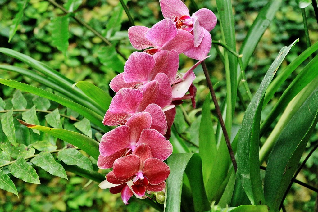Foto: Mariposario - Benalmádena (Málaga), España