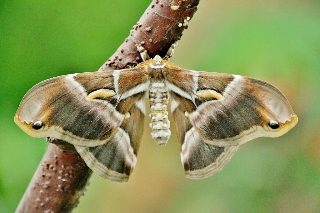 Foto: Mariposario - Benalmádena (Málaga), España