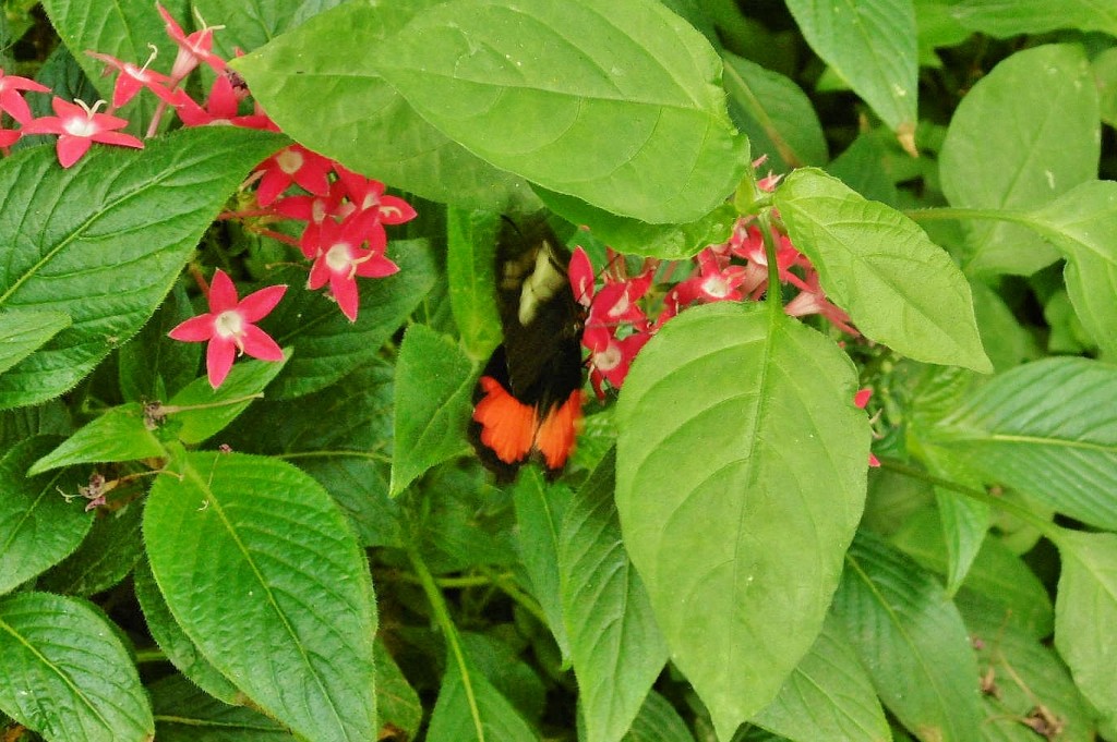 Foto: Mariposario - Benalmádena (Málaga), España