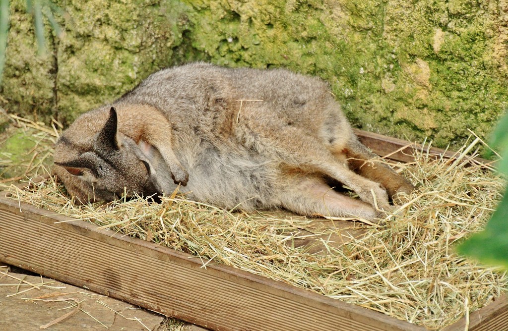 Foto: Mariposario - Benalmádena (Málaga), España