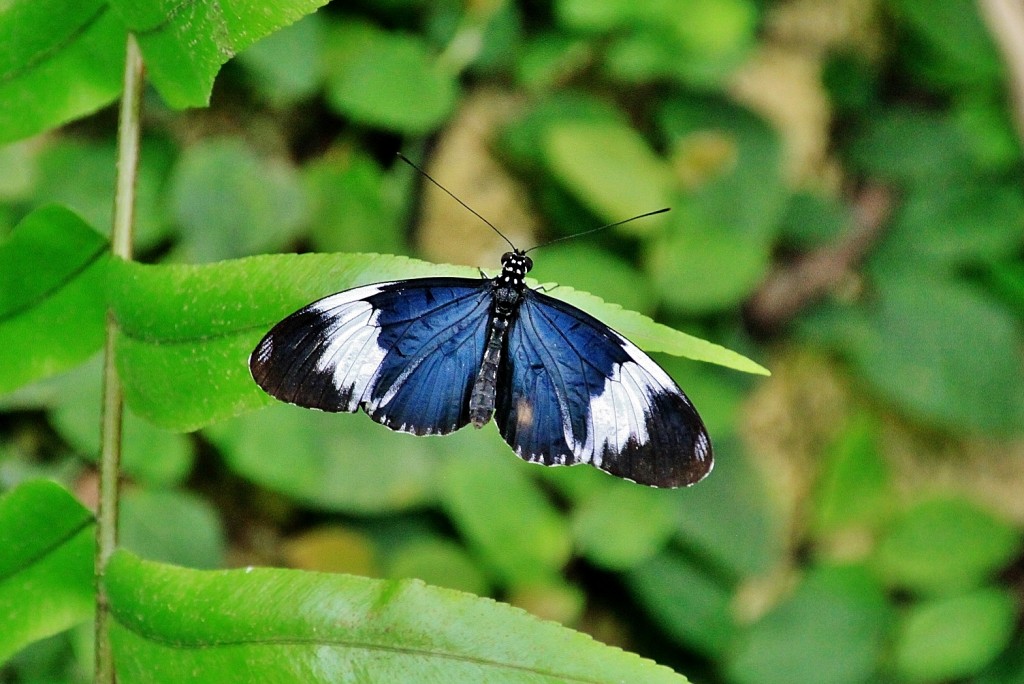 Foto: Mariposario - Benalmádena (Málaga), España