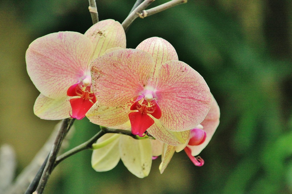 Foto: Mariposario - Benalmádena (Málaga), España