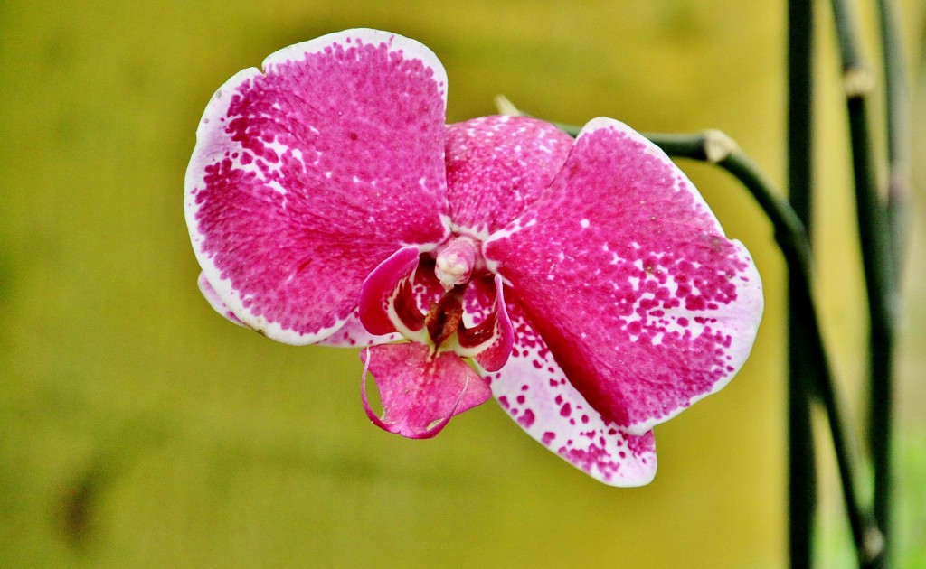Foto: Mariposario - Benalmádena (Málaga), España