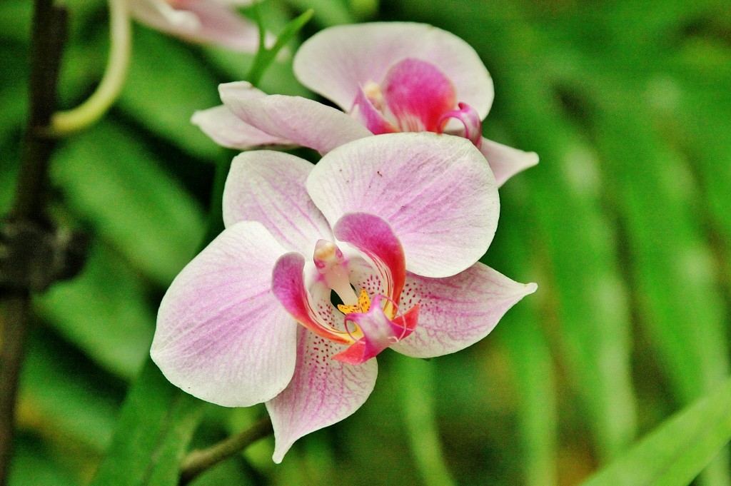Foto: Mariposario - Benalmádena (Málaga), España