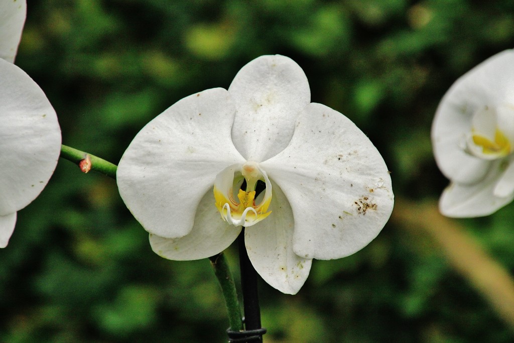 Foto: Mariposario - Benalmádena (Málaga), España