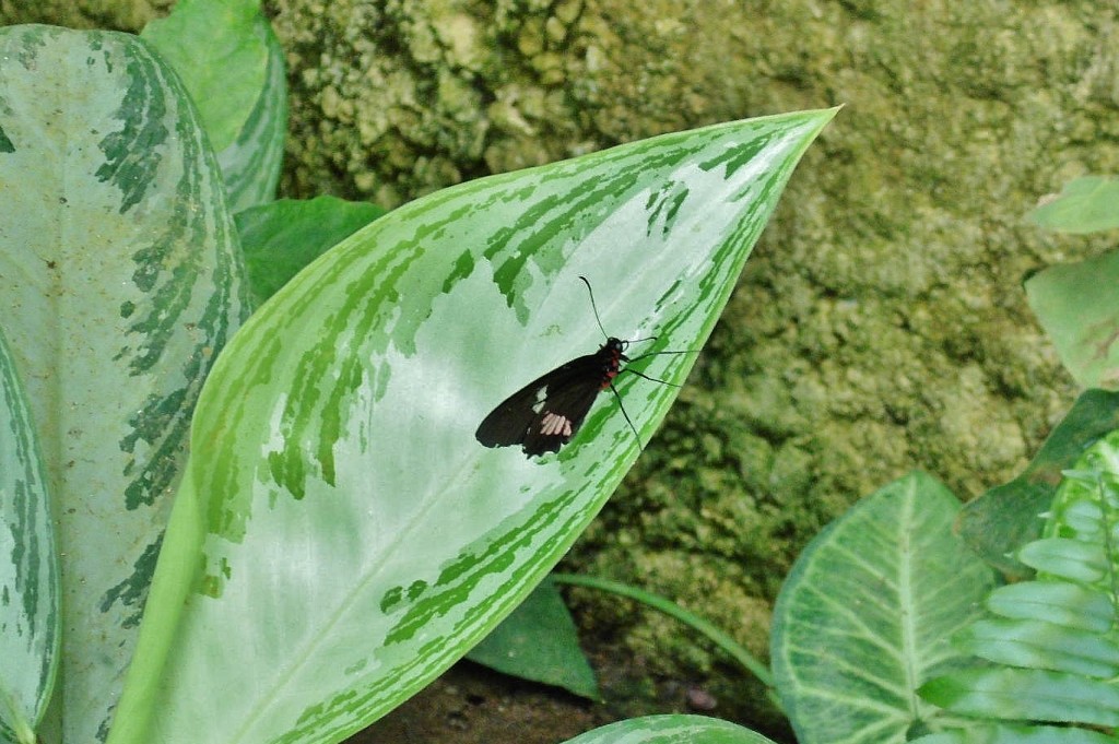 Foto: Mariposario - Benalmádena (Málaga), España
