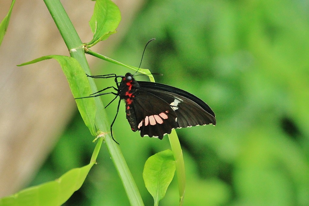 Foto: Mariposario - Benalmádena (Málaga), España