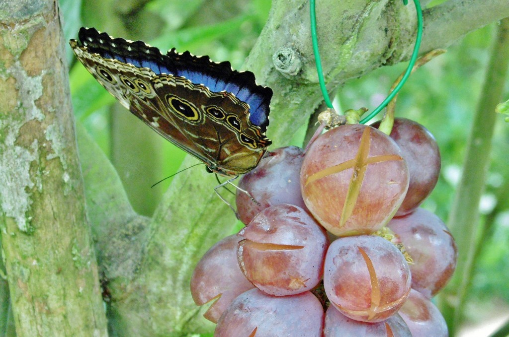 Foto: Mariposario - Benalmádena (Málaga), España