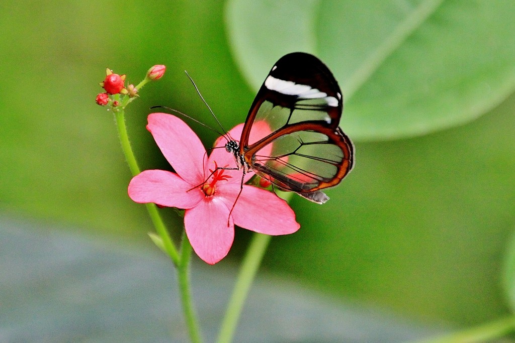 Foto: Mariposario - Benalmádena (Málaga), España