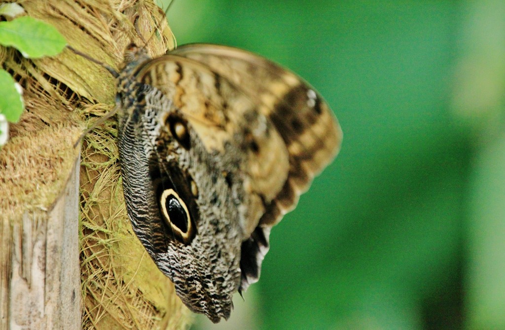 Foto: Mariposario - Benalmádena (Málaga), España