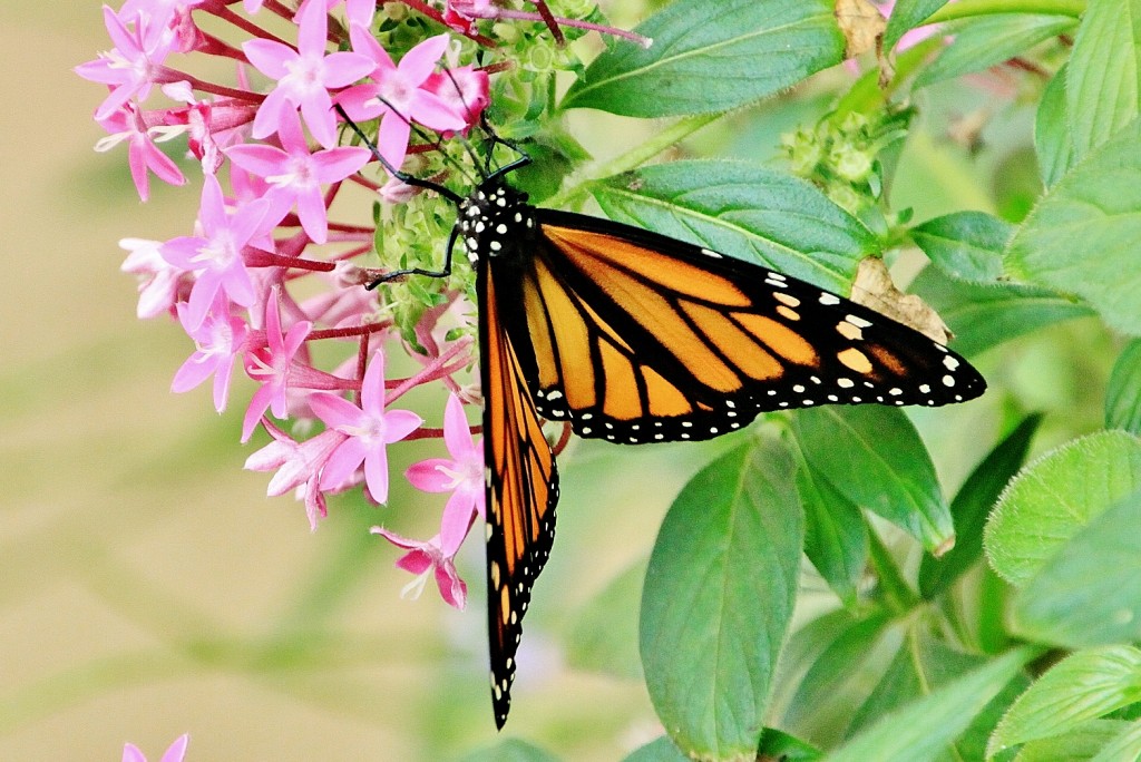 Foto: Mariposario - Benalmádena (Málaga), España