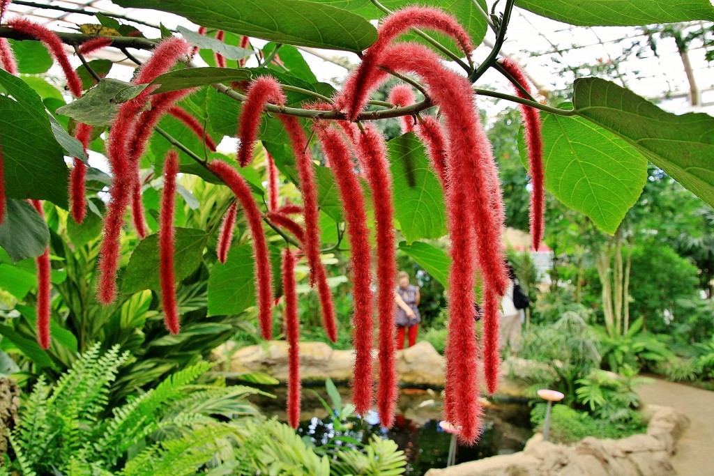 Foto: Mariposario - Benalmádena (Málaga), España