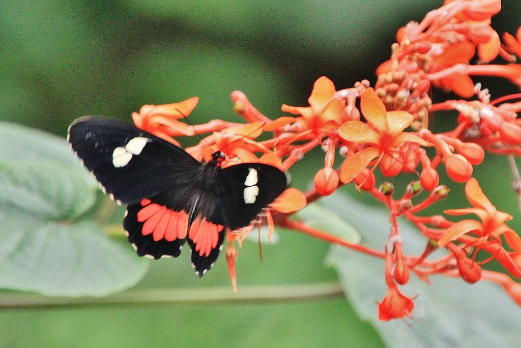 Foto: Mariposario - Benalmádena (Málaga), España