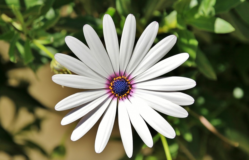 Foto: Un poco de color - Benalmádena (Málaga), España