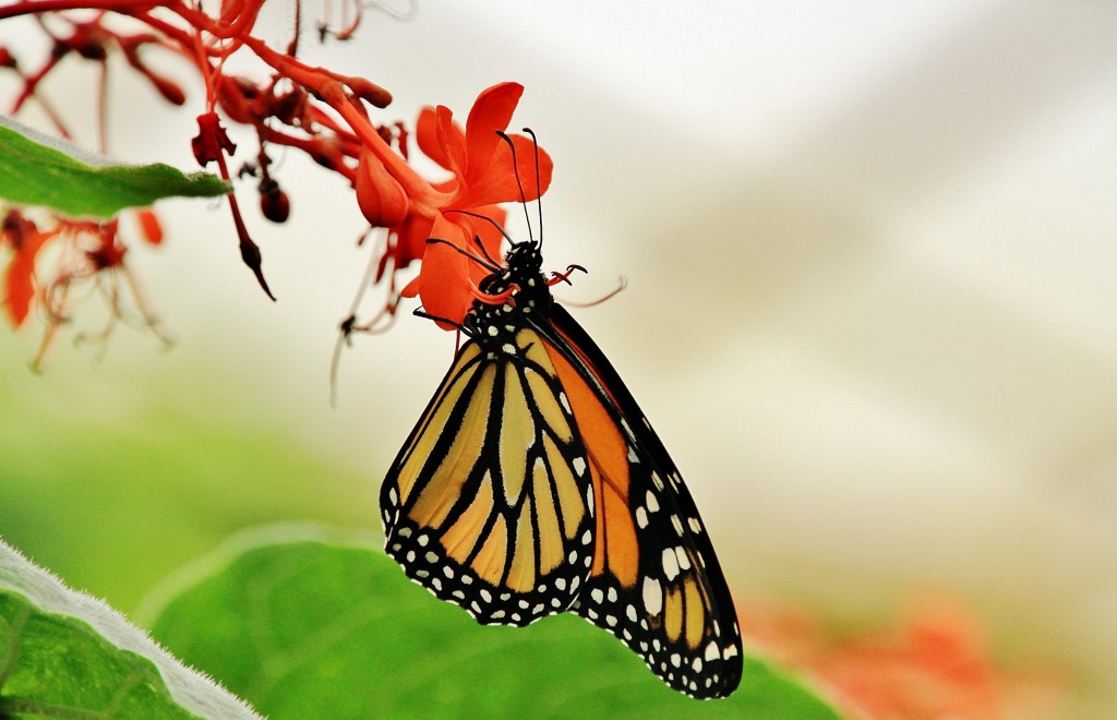 Foto: Mariposario - Benalmádena (Málaga), España