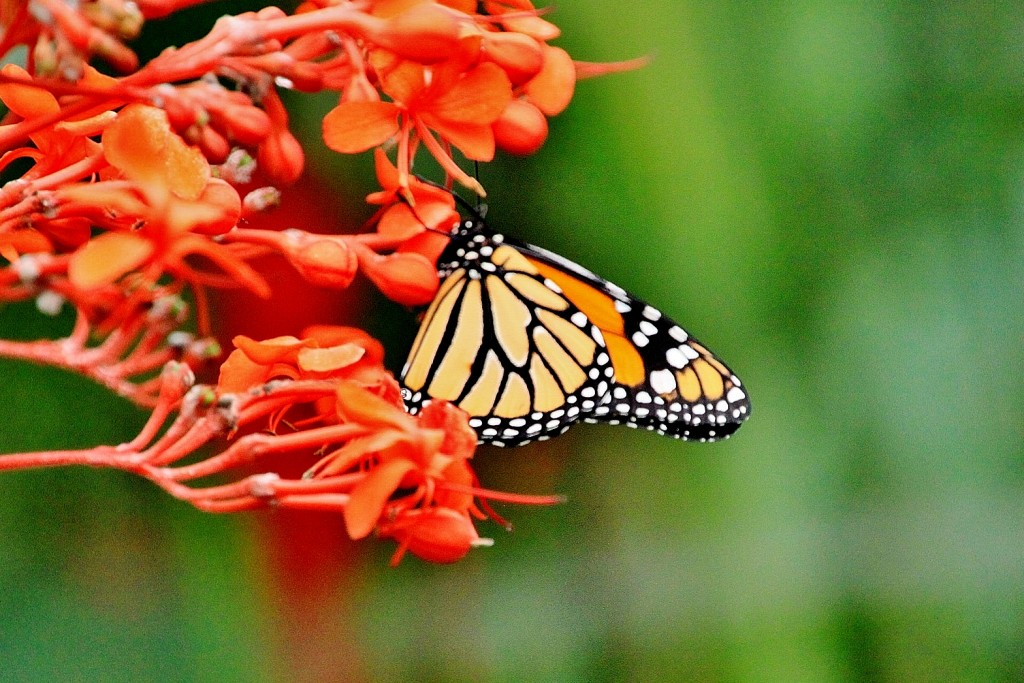 Foto: Mariposario - Benalmádena (Málaga), España