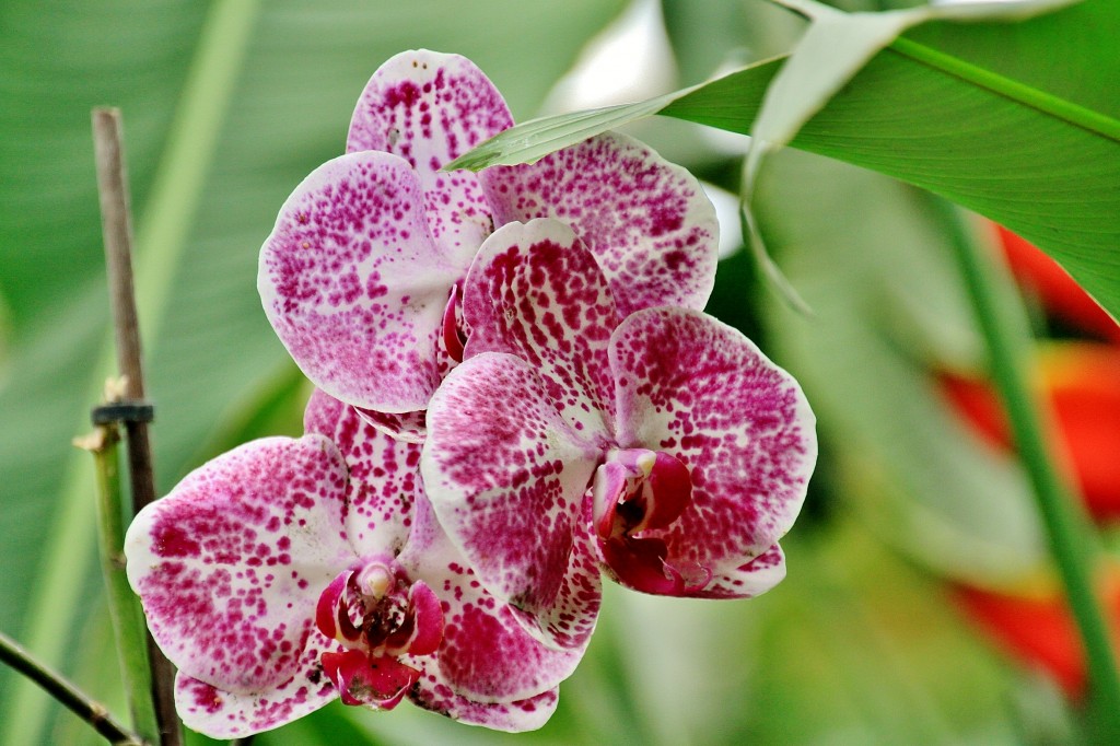 Foto: Mariposario - Benalmádena (Málaga), España