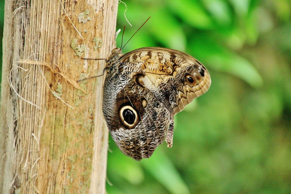 Foto: Mariposario - Benalmádena (Málaga), España