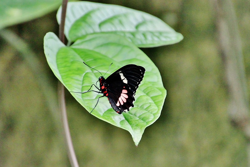 Foto: Mariposario - Benalmádena (Málaga), España