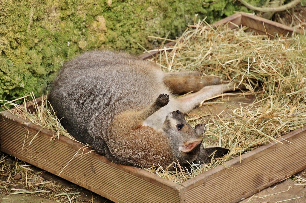 Foto: Mariposario - Benalmádena (Málaga), España