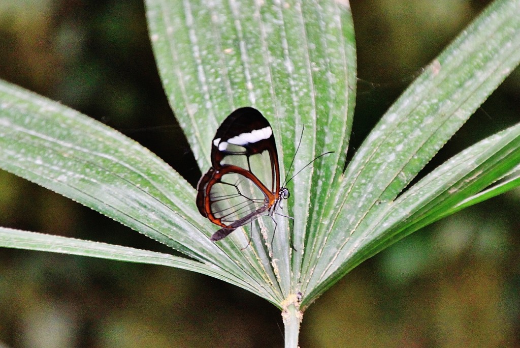 Foto: Mariposario - Benalmádena (Málaga), España