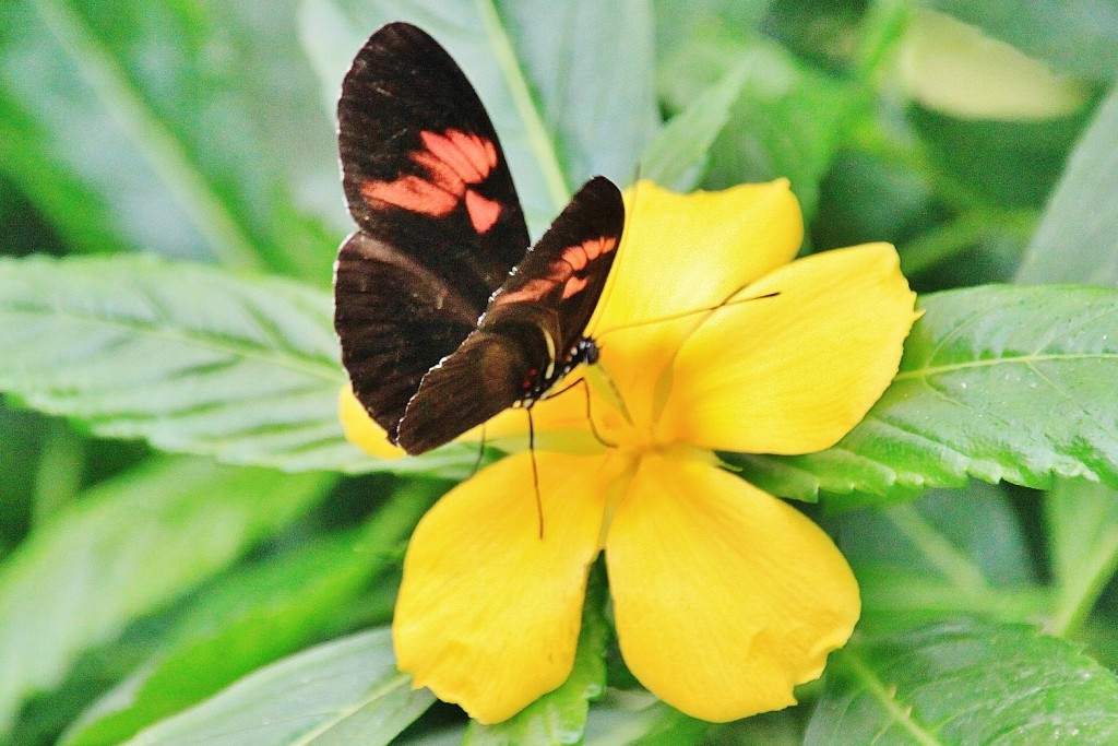 Foto: Mariposario - Benalmádena (Málaga), España