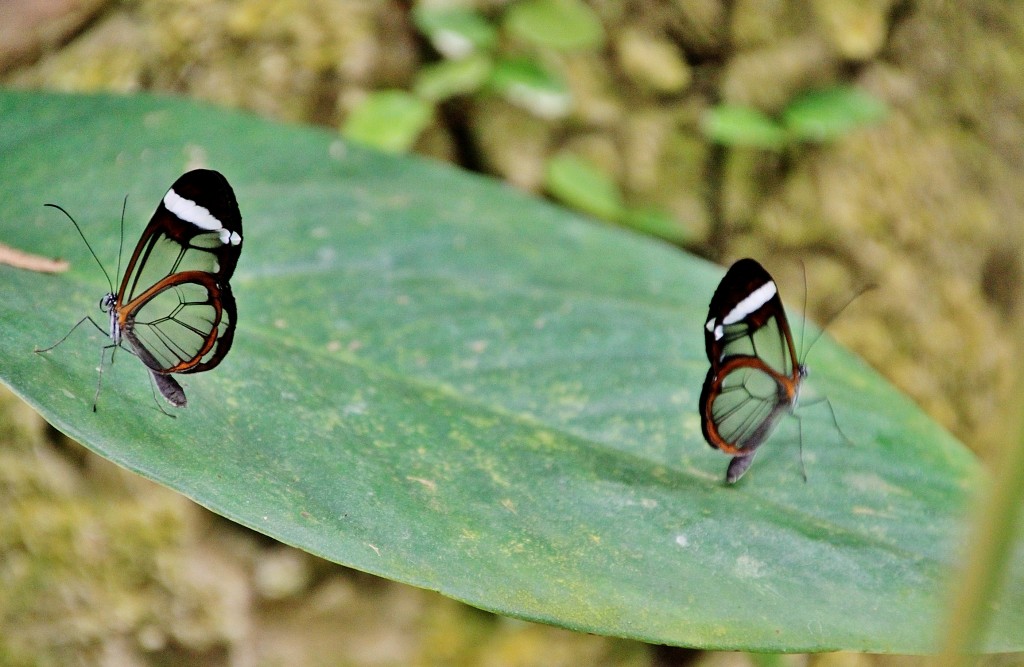 Foto: Mariposario - Benalmádena (Málaga), España