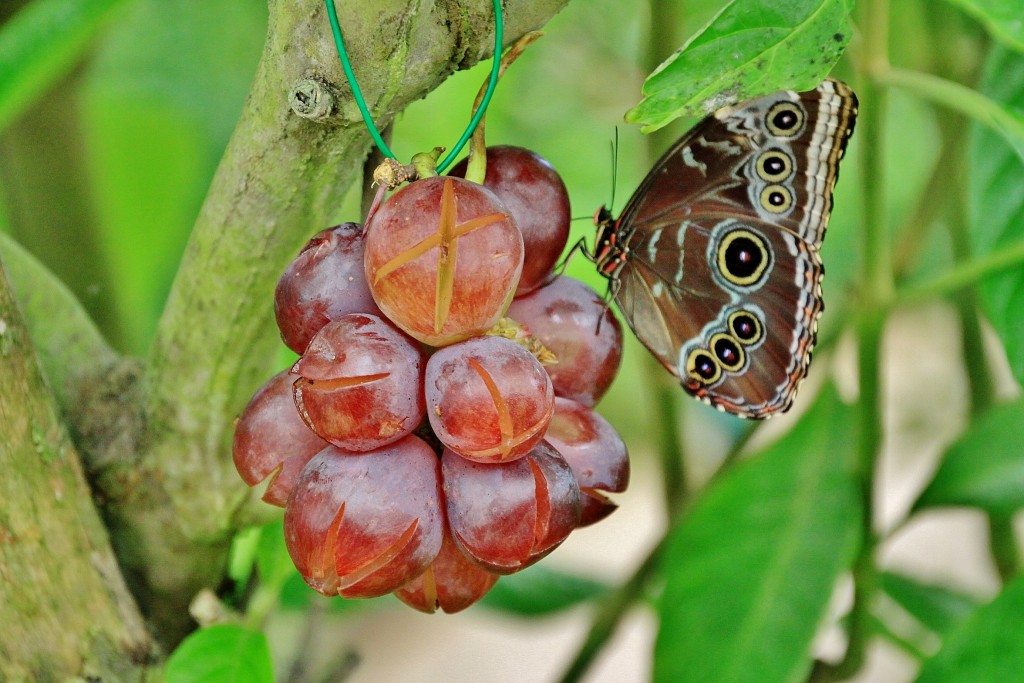 Foto: Mariposario - Benalmádena (Málaga), España
